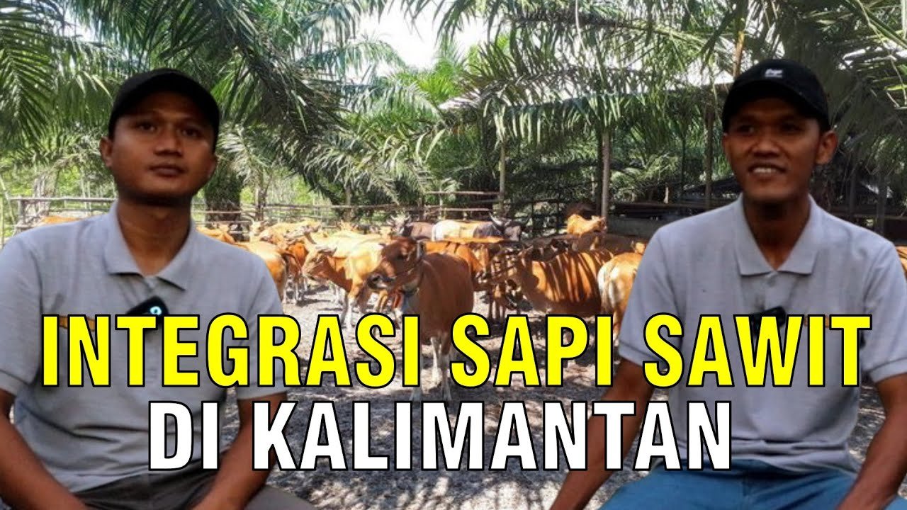 
                                 Peternakan-Sapi-Perkebunan-Sawit-Di-Kalimantan